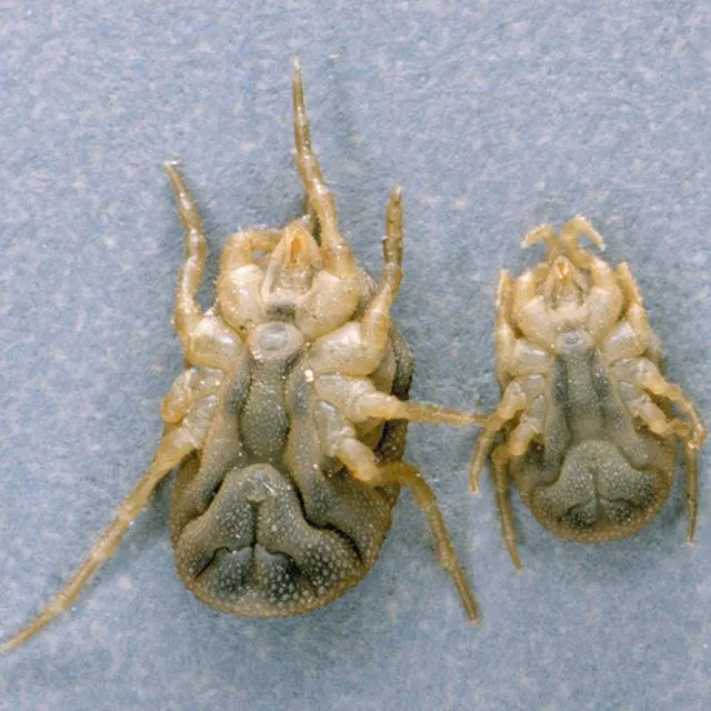 thumbnail for publication: Relapsing Fever Tick Ornithodoros turicata Dugès, 1876 (Acari: Ixodida: Argasidae)
